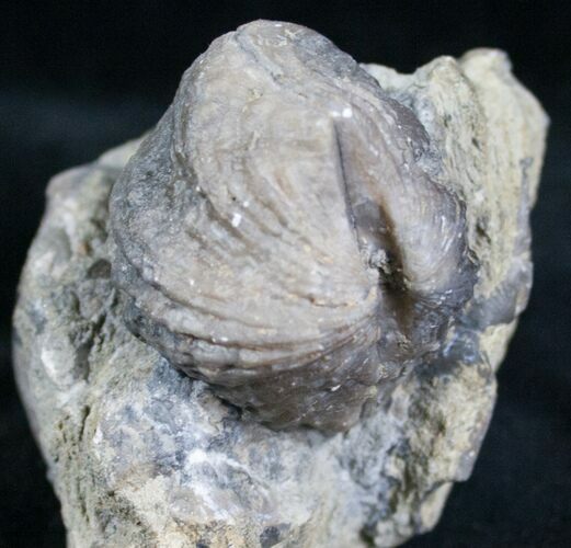 Platystrophia Brachiopod Fossil From Kentucky #6618